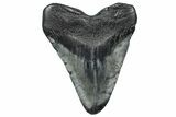 Fossil Megalodon Tooth - South Carolina #367956-2